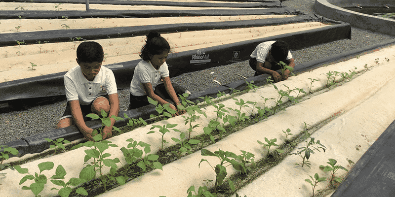 Three school students planting a sapling in a row